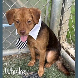 Thumbnail photo of WHISKEY #3