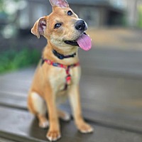 adopt-pet