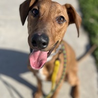 adopt a pet