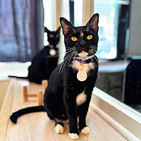 adopt a pet