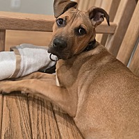 adopt a pet