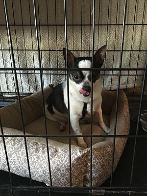 Garden City Mi Chihuahua Meet Dasiy Duke A Pet For Adoption