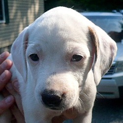 Thumbnail photo of Beagle Mix puppies (female) #2