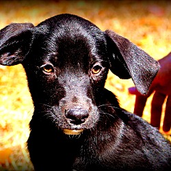 Thumbnail photo of Lobo~ Adopted! #1