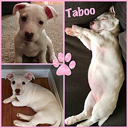 Thumbnail photo of Taboo #2