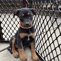 Photo of Carolina (Ferrah's puppies)