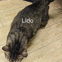 Thumbnail photo of Lido #2