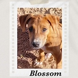 Thumbnail photo of Blossom #1