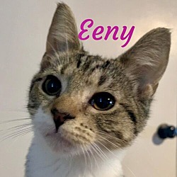 Thumbnail photo of Eeny #2