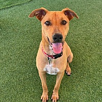 adopt a pet