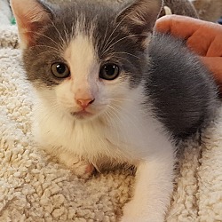 Thumbnail photo of Grey w White Ear Kitten #1
