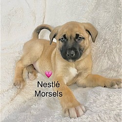 Photo of Nestlé Morsels