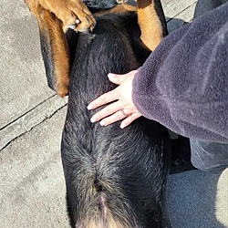 Thumbnail photo of Sophie! Silly Rottie Girl! #3