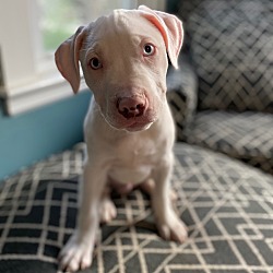 Photo of Oasis  - Local Deaf Pup