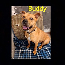 Photo of buddy