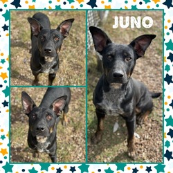 Thumbnail photo of Juno CFS 230069919 #1