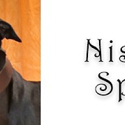 Thumbnail photo of Nissels Spark #2