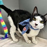 adopt a pet