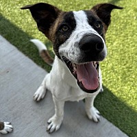 adopt a pet