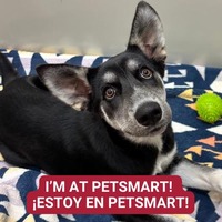 adopt a pet