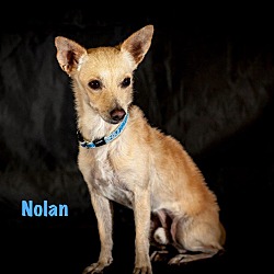 Thumbnail photo of NOLAN #3