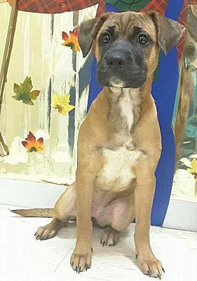 Boxer Mastiff Mix Puppies For Sale In Texas