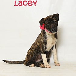 Thumbnail photo of Lacey #3