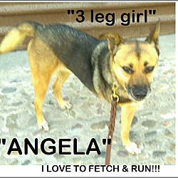 Thumbnail photo of Angela -I'm 3 legged:) #2