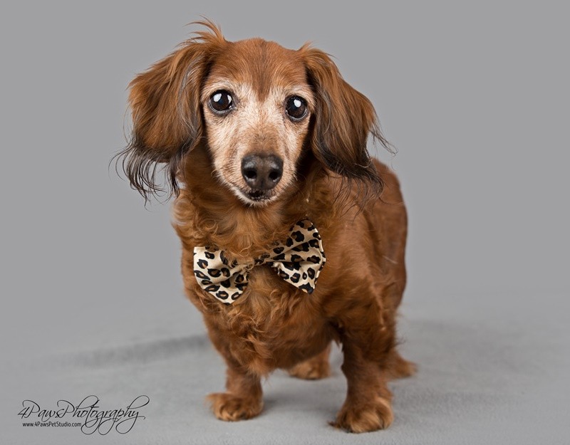 shaggy weiner dog
