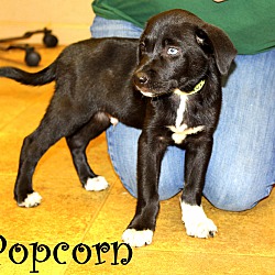 Thumbnail photo of Popcorn ~ meet me! #2