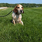 Adopt A Pet :: Rooster - Lancaster, OH