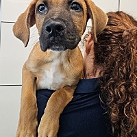 adopt a pet
