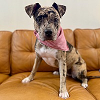 adopt a pet