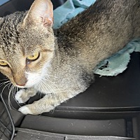 adopt a pet
