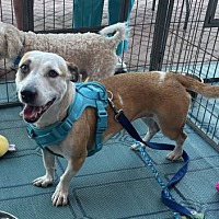 adopt-pet