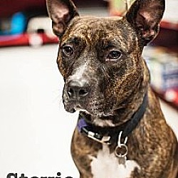 Thumbnail photo of Stevie-Adopted! #1