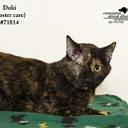 Thumbnail photo of Doki (Foster Care) #3