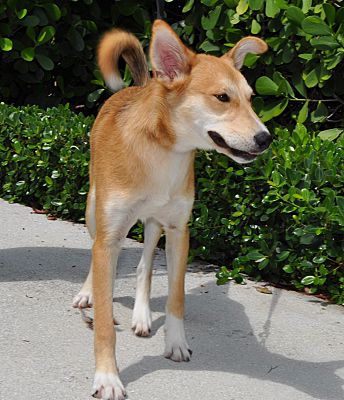 West Palm Beach Fl Shiba Inu Meet Ulan A Pet For Adoption