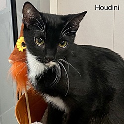 Photo of Houdini