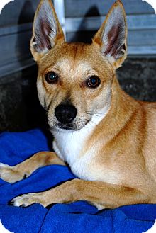 Los Angeles Ca Shiba Inu Meet Gordo A Pet For Adoption