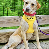 adopt a pet