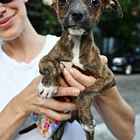 adopt a pet