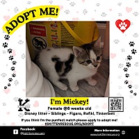 adopt a pet