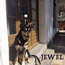 Thumbnail photo of Jewel *Adoption Pending* #1