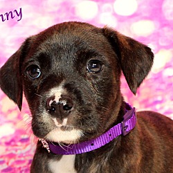 Thumbnail photo of Benny~adopted! #1