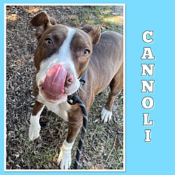 Thumbnail photo of Cannoli #1