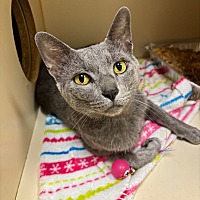 adopt a pet