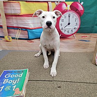 adopt a pet