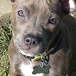 Thumbnail photo of Storm-Adopted! #3