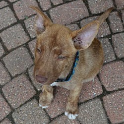 Thumbnail photo of Rako-Adopted! #3